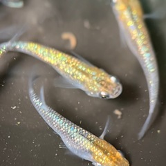 (伊勢宮メダカ)大虹オス２匹メス３匹の画像