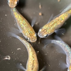 (伊勢宮メダカ)大虹オス２匹メス３匹の画像