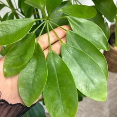 観葉植物🪴カポック（シェフレラ）の画像