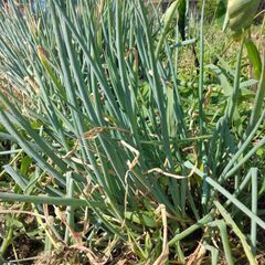 長ネギ植え付け用　食用の画像