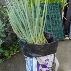 長ネギ植え付け用　食用の画像