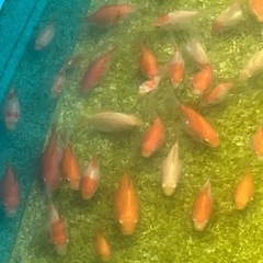 (金魚　タマサバ) 10匹ランダムの画像
