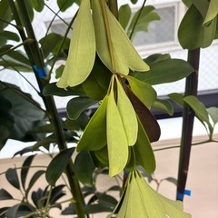観葉植物🪴カポック（シェフレラ）の画像