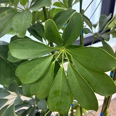 観葉植物🪴カポック（シェフレラ）の画像