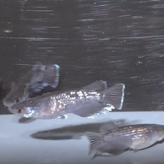 メダカの画像