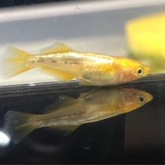 メダカの画像