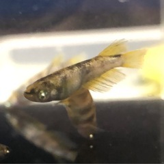 メダカの画像