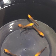メダカの画像