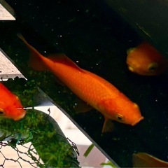 【受付停止中】金魚　20cm前後　の画像