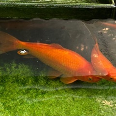 【受付停止中】金魚　20cm前後　の画像