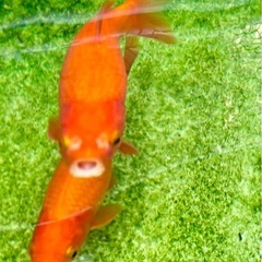 【受付停止中】金魚　20cm前後　の画像