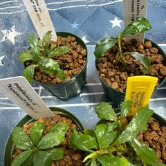 ブセファランドラ各種(Bucephalandra)の画像