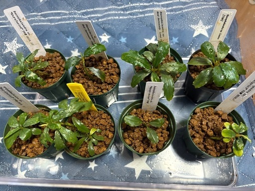 ブセファランドラ各種(Bucephalandra)