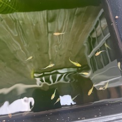 (メダカ) 夜桜10匹ランダムの画像
