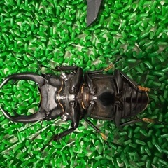 オオクワガタ　能勢SR血統　ペア　②の画像