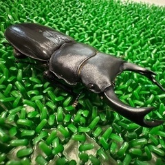 オオクワガタ　能勢SR血統　ペア　②の画像