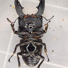 ②108mm upB同腹 ♂94.5mm×♀50~52mmフリー　スマトラヒラタ　アチェ同腹ペアの画像