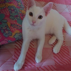 白い猫の里親様募集中✨