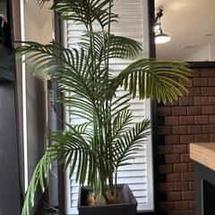造花の観葉植物の画像