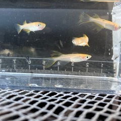 メダカ　パーティドレス幼魚　1匹100円の画像