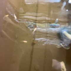 メダカ　パーティドレス幼魚　1匹100円の画像