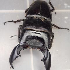 108mm upB同腹 ♂98.6mm×♀52~54mmフリー　スマトラヒラタ　アチェ同腹ペアの画像