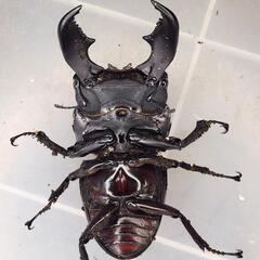 108mm upB同腹 ♂98.6mm×♀52~54mmフリー　スマトラヒラタ　アチェ同腹ペアの画像