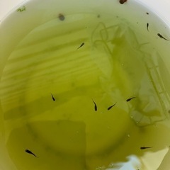 メダカ　黄泉(よみ)幼魚の画像