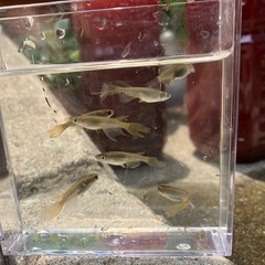 メダカ　黄泉(よみ)幼魚の画像