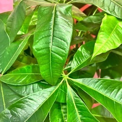 観葉植物🪴バキラの画像