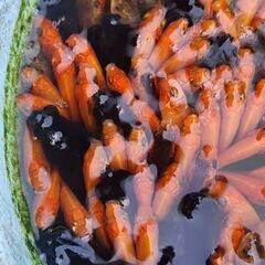 22日、23日限定、金魚お譲りします、詳細ありますので問い合わせ下さい。の画像