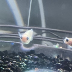 メダカ　ポニョ　幼魚の画像