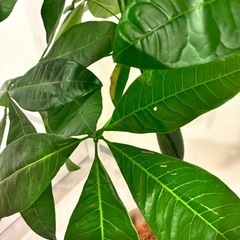 観葉植物🪴バキラの画像