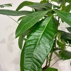観葉植物🪴バキラの画像