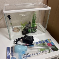8/26まで 金魚飼育セットの画像