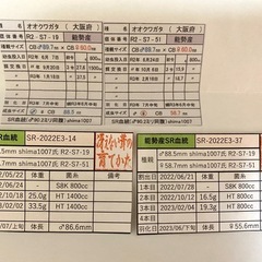 能勢SR血統 オオクワガタ 90.7/90.0/90.0同腹個体 新成虫の画像