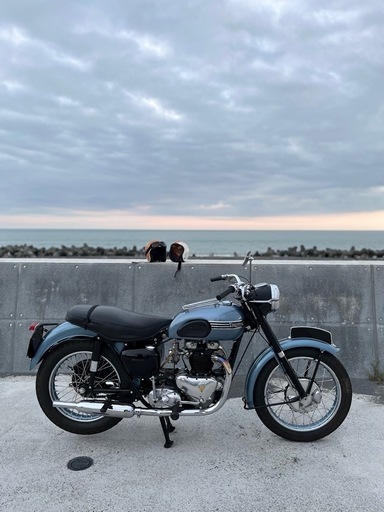 triumph トライアンフ　t110  タイガー