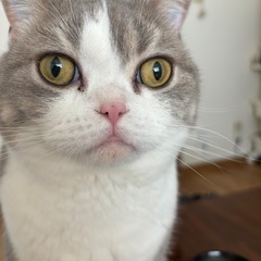 【里親募集】スコティッシュ2匹です！助けて下さい