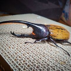 レア種ヘラクレスブリュゼニ（トリニダーデンシス）初令幼虫3頭セット　ヘラクレスオオカブト亜種の画像