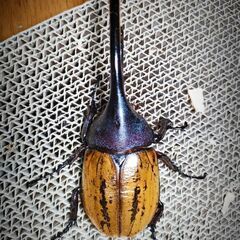 レア種ヘラクレスブリュゼニ（トリニダーデンシス）初令幼虫3頭セット　ヘラクレスオオカブト亜種の画像
