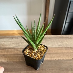 サンスベリア フランシシーの画像