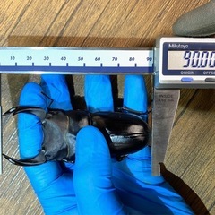 能勢SR血統 オオクワガタ 90.7/90.0/90.0同腹個体 新成虫の画像