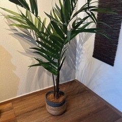 観葉植物 造花の画像