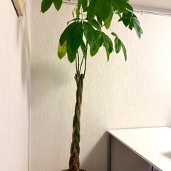 パキラ　観葉植物の画像