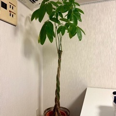 パキラ　観葉植物