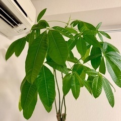 パキラ　観葉植物の画像