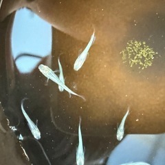 グリッター蒼　めだか　稚魚　12匹の画像