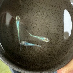 グリッター蒼　めだか　稚魚　12匹の画像