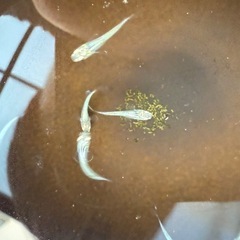 グリッター蒼　めだか　稚魚　12匹の画像