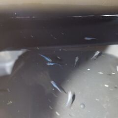 メダカ（深海）10匹　幼魚の画像